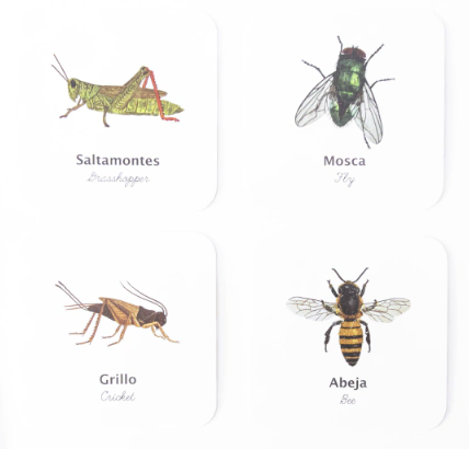 Flashcards Impermeables Insectos